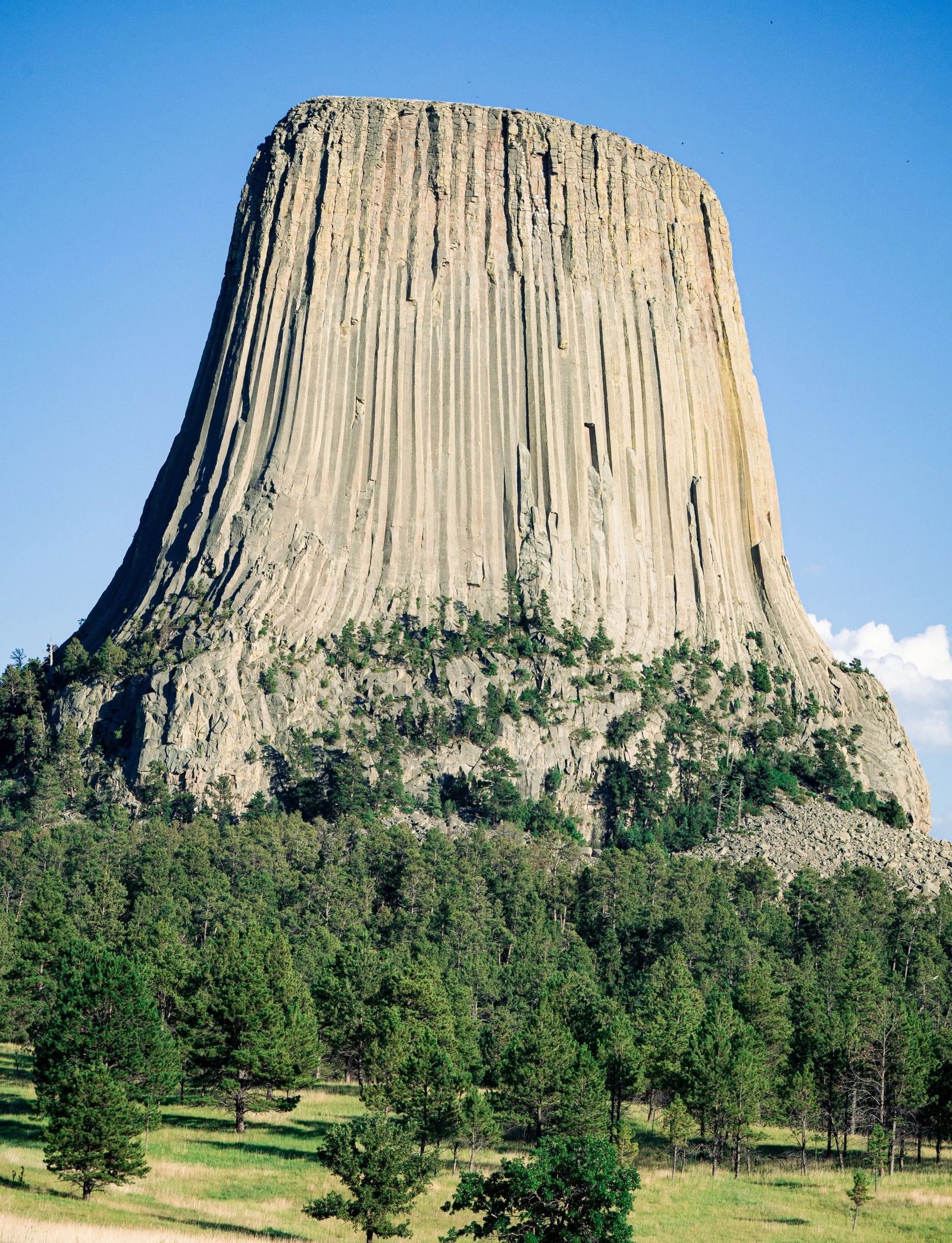 Devils Tower rising above pine forest in Wyoming
